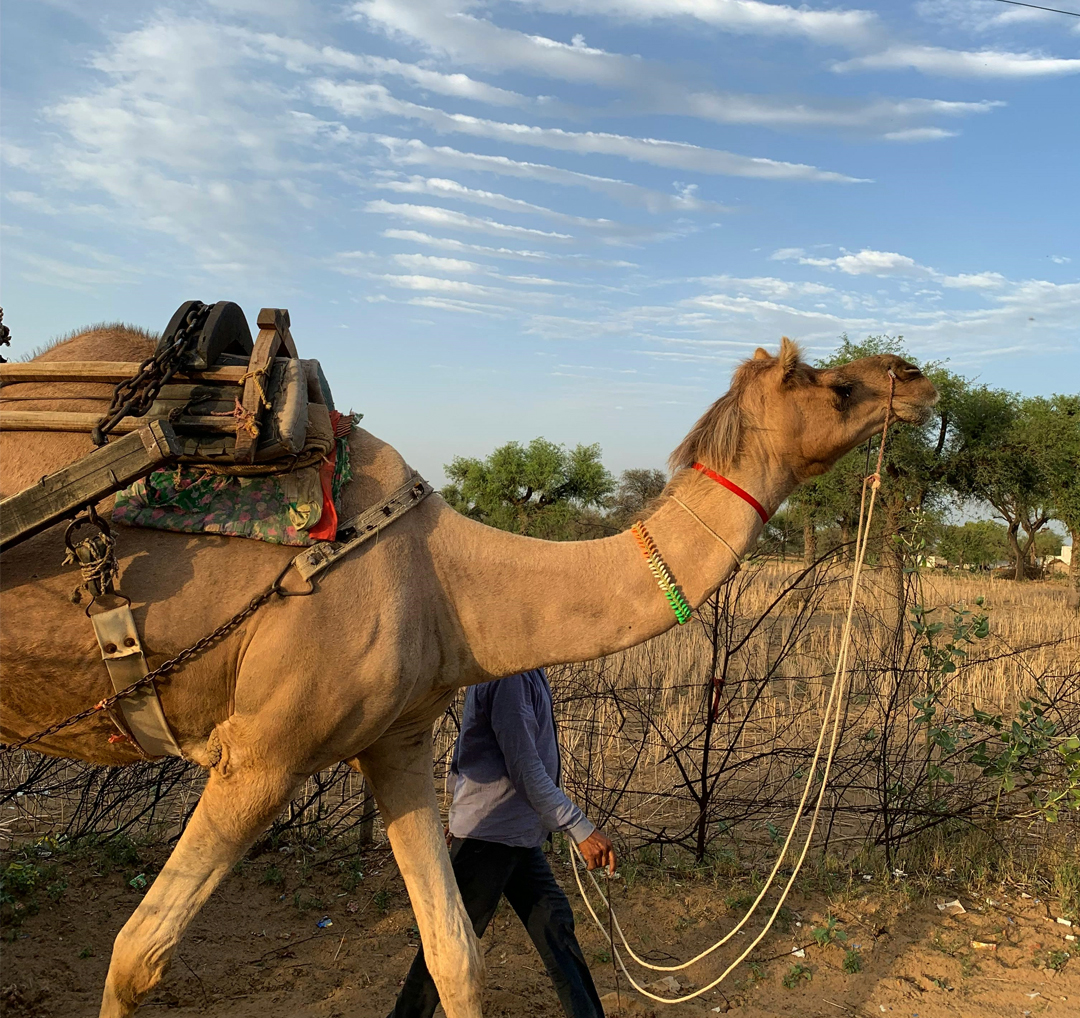 Desert Camel Ride